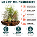 Set 12 Air Plants Live, Assorted Tillandsia Plants for Indoor Decor, Terrariums, Office and Home Display
