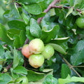 Set 2 Barbados Cherry Tree, Edible Cherry Fruit Tree, 4-7 Inch Tall Tropical Fruit Plant for Outdoor Garden Growing