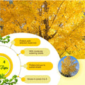 Ginkgo Tree Live Plant, Yellow Fall Leaf Tree, 3-6 Inch Tall