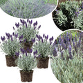 3 Lavender Plants Live Starter Plants 1-3" in Tall, Hardy Perennial Lavender for Garden and Landscape with Fragrant Purple Blooms, No Pot (Light Blue)