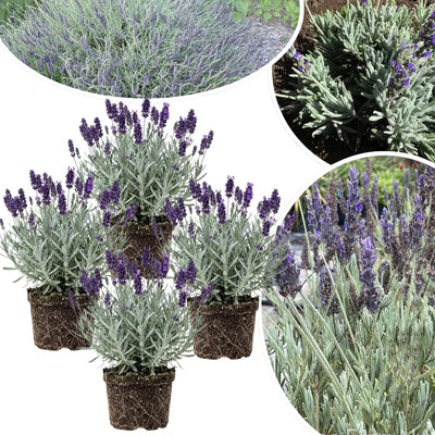 3 Lavender Plants Live Starter Plants 1-3" in Tall, Hardy Perennial Lavender for Garden and Landscape with Fragrant Purple Blooms, No Pot (Light Blue)