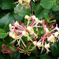 Purple Honeysuckle Plant, Honeysuckle Vine Plant Live from 5 Inch Tall, 2.5 Inches Pot for Planting Outdoor