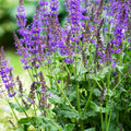 Blue Salvia Plant, Live Sage Plant in Quart Pot, Perennial Herb Plants for Outdoor Indoor Growing