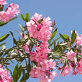Set 2 Pink Oleander Plant, 4-8" Tall, Pink Oleander Flower Plants Live Starter, Flower Plant for Outdoor Garden and Landscape Planting