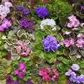 One Random African Violets Live Plant, African Violet Plant, House Plant Flower Home Decoration, 4 Inc Pot