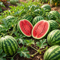 Sweet Watermelon Live Plant, Watermelon Starter Plant 4-7 Inches Tall in 4 Inch Pot, Sweet Fruit Plant, Outdoor Garden Vine