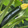 Green Summer Squash Live Plant in 4 Inch Pot, 4-6" Tall Zucchini