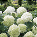White to Green Hydrangea Live Plant 4" Pot, Hydrangea Shrub Flower Plants for Outdoor or Indoor Planting, Change Color Perennial Plant
