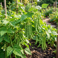 2 Green Bean Plants Live, Bush Bean Plants, 3-5 Inc Tall