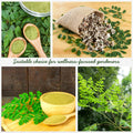 Moringa Tree Live Plant, Moringa Plant, Malunggay Trees Live Plants, 4-8 Inches Tall, Indoor Outdoor Growing