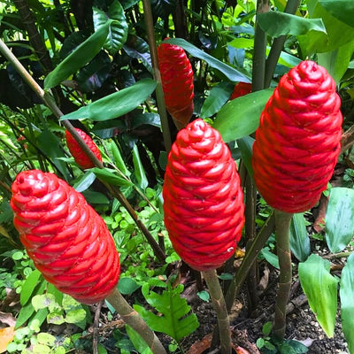 2Pcs Awapuhi Shampoo Ginger Roots, Zingiber Zerumbet Pinecone Ginger Live, Fresh Ginger Rhizomes to Grow Home Garden