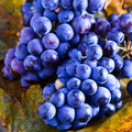 Grape Plant Live Potted, Fruit Vine Starter Plant 5-8 Inches, Hardy Climbing Seedless Grape Vine for Backyard Garden or Trellis (Purple Blue)