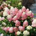 Hydrangea Plant Live for Planting, 7-12" Tall, Hydrangea Tree Live Plant in Pot, Hydrangea Flowers (Pink White Hydrangea)