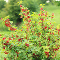 10-12" Red Currant Live Plant Tree for Spring Planting, Edible Fruit Shrub for Outdoor Garden or Container Planting Outdoor Growing