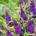 Potted Butterfly Bush Live Plant, 5-9" in Tall, Cold Hardy, Spring Outdoor PlantingBlooms Summer to Fall, Dormant in Winter (Violet Buddleia Plant)