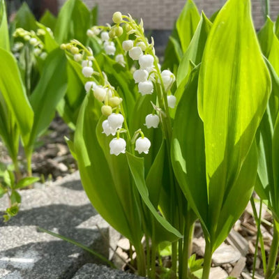 15 Lily of the Valley Plant Roots, Live Lily Rhizomes for Planting, Fragrant White Flowers Lily of the Valley Plant Bare Roots for Outdoor Indoor Home Gardens