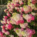 Green to White Pink Hydrangea Bush Plant Tree Live Shrub in Pot, Starter Plant 4 to 9 Inches, Hydrangea Tree, Dormant, Change Color Blooms