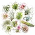 Set 12 Air Plants Live, Assorted Tillandsia Plants for Indoor Decor, Terrariums, Office and Home Display