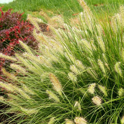 2 Fountain Grass Ornamental Grasses Live Plants Perennial, Live White Grass Plant Size 7-12 Inc Tall, No Pot