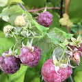 2 Glencoe Raspberry Plants Live, Sweet Raspberry Bush 4-6 Inches Tall, Edible Fruit Tree for Outdoor Growing