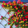 Climbing Roses Live Plant, Climbing Rose Plant Live, 5 to 7'' Tall, Fragrant Flower Bush Plants for Gardening (Orange Yellow)