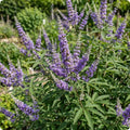 Vitex Chaste Tree for Outdoor Garden