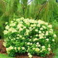 Green Hydrangea Bush Plant Tree Live Flowering Shrub Hardy Starter Plant Size 5 to 11 Inches in Tall, Green Color Blooms, Domant, Winter Hardy