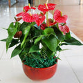 Red Anthurium Plant Live in 4 Inches Pot, Anthurium Live Plant, House Plant Live