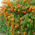 Fragrant Cape Honeysuckle Bush Climbing, Honeysuckle Plant Live Vine, Lonicera Perennial Honeysuckle Plants Bushes Shrubs, from 4 Inch Tall