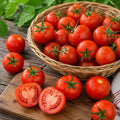 2PPP Large Fruit Tomato Plants Live, Garden Vegetable Plant, 5-8'' Tall