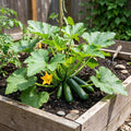 2 Green Zucchini Plants for Planting, Hardy Squash Plant in 4'' Pot, Live Zucchini Plants, 4-6 Inches Tall, 2 Plants per Pot, Well-Rooted