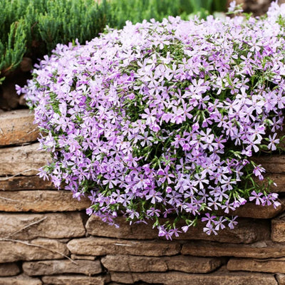 Blue Creeping Phlox Plant Live in Pot, Perennial Growing, Size 3-6" in Tall Groundcover Spring Blooms