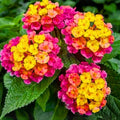 2 Pink Lantana Plants Live Trees, Ready to Bloom, Hardy Long Blooming Seasons, Vibrant Colorful Perennial Fragrant, 5-10" in Tall, Full Sun Growing