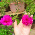 4 Portulaca Plants Live, Moss Rose Flower Plant for Outdoor Garden, Ground Cover Plant for Patio Containers, Borders or Landscape 4-7 Inches (Pink)
