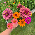 Zinnia Plant Live 4 Inch Pot, Zinnia Flowering Plant for Garden, Colorful Annual Flower Plant for Raised Beds, Patio Containers or Outdoor Growing, 4-8 Inches