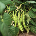 Bean Plant Live 4 Inch Pot, Starter Bean Plant for Garden, Compact Vegetable Plant for Raised Beds, Patio Containers or Outdoor Growing, 3-6 Inches (Black Bean)