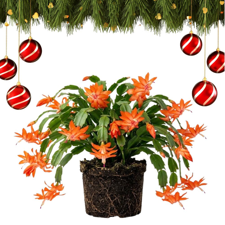Orange Christmas Cactus Plant Live, Desk Shelf Plant, 4-6 Inch Tall