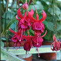 Pack 2 Fuchsia Plants Live, Vibrant Fuchsias Hanging Flowering Plant 3-5 Inches, Gardens, Patios, and Indoor Growing (Rose Color Flowers)