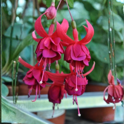 Pack 2 Fuchsia Plants Live, Vibrant Fuchsias Hanging Flowering Plant 3-5 Inches, Gardens, Patios, and Indoor Growing (Rose Color Flowers)