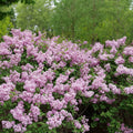 Pink Lilac Bushes Ready to Plant, Lilac Syringa Trees Live Plants, Fragrant Shrub for Planting, 9 Months Old Tree