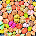 20 Lithops Live Plants, Multicolor Lithops Succulents Plants Live for Planting