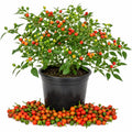 Chiltepin Pepper Live Plants, Hot Chili Pepper Plant, 4-7 Inch Tall in Pot