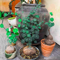 2"-2.5" Stephania Cephalantha Plant Caudex, Rare Succulent with No Hair Roots, Already Sprouts, 4.5-6 Cm Wide Caudex for Planting,Home Decor, Houseplant, Cold Hardy