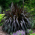 Fountain Grass Plants, 4-9 Inch Tall Perennial Grass Clumps for Outdoor Growing, Ornamental Grasses Plants