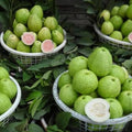 Guava Tree Live Plant, Pink Guava Plant Live Fruit Tropical Guava Seedling Planting Outdoor Garden, 6 to 8 Inc Long