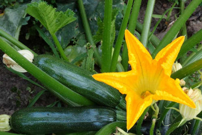 4 Green Squash Zucchini Plants Seedlings, Live Squash Plants from 6 to 8 Inches Tall, 4 Inches Pot