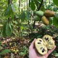 Pawpaw Live Plant, Pawpaw Fruit Tree, 1-2 Ft Tall