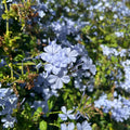 4 Plumbago Plants Live, 4-7 Inches Flowering Plumbago for Outdoor Garden, Tropical Shrub Plant for Landscape, Borders or Patio Containers (Blue Plumbago)