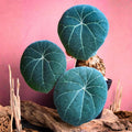 Stephania Cephalantha Bulb, Various Size for Fast Growing Stephania Plant Indoor Outdoor, Erecta Caudex Like, Rare Succulent Houseplant (Small, 2-2.5 Inches Wide)