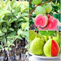 Guava Tree Live Plant, Pink Guava Plant Live Fruit Tropical Guava Seedling Planting 4 Inc Potted, Pink